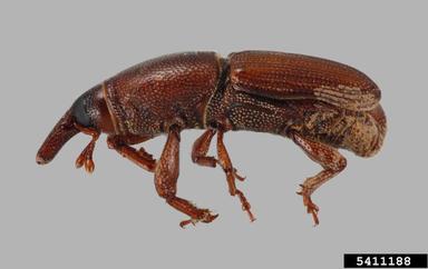 tamarind weevil, Sitophilus linearis  (Coleoptera: Curculionidae) - 5411188