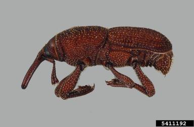 Taiwan mangrove weevil, Sitophilus rugicollis  (Coleoptera: Curculionidae) - 5411192