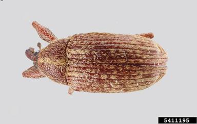 boll weevil, Anthonomus grandis grandis (Coleoptera: Curculionidae) - 5411195