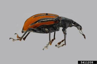 Diaprepes root weevil, Diaprepes abbreviatus  (Coleoptera: Curculionidae) - 5411208