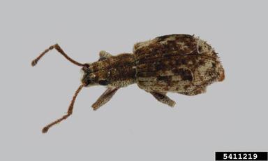 broad- nosed weevil, Oedophrys hilleri  (Coleoptera: Curculionidae) - 5411219