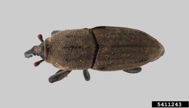bluegrass billbug, Sphenophorus parvulus  (Coleoptera: Curculionidae) - 5411243