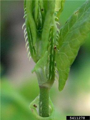 mile-a-minute weevil  (Rhinoncomimus latipes ) on mile-a-minute weed (Persicaria perfoliata ) - 5411278