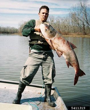 bighead carp, Hypophthalmichthys nobilis  (Cypriniformes: Cyprinidae) - 5411319