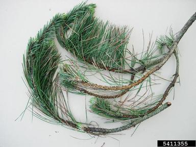 Dothistroma needle blight (Mycosphaerella pini ) on Austrian pine (Pinus nigra ) - 5411355