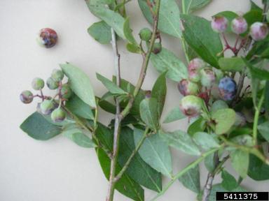 hail (  ) on rabbit-eye blueberry (Vaccinium virgatum ) - 5411375