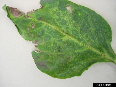 Tomato Spotted Wilt Virus (Tospovirus TSWV ) on sweet pepper (Capsicum annuum ) - 5411392