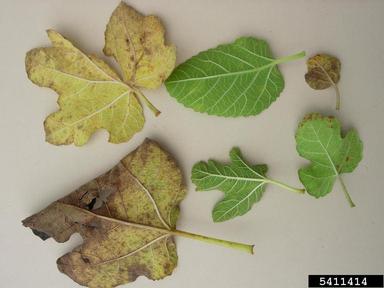 rust (Cerotelium fici ) on fig/banyan (Ficus spp. ) - 5411414