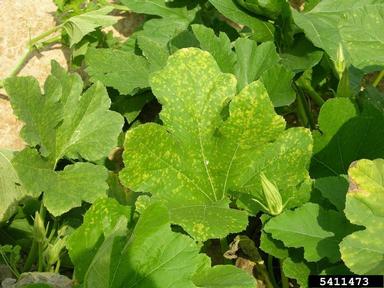 downy mildew (Pseudoperonospora cubensis ) on squashes (general) (Cucurbita pepo ) - 5411473