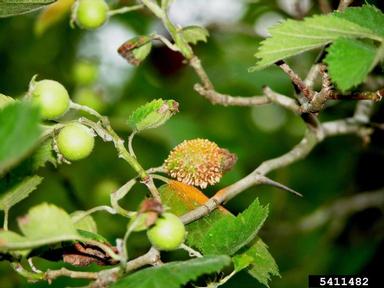 quince rust (Gymnosporangium clavipes ) on hawthorn (Crataegus spp. ) - 5411482