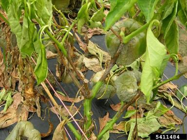 Phytophthora blight (Phytophthora capsici ) on sweet pepper (Capsicum annuum ) - 5411484