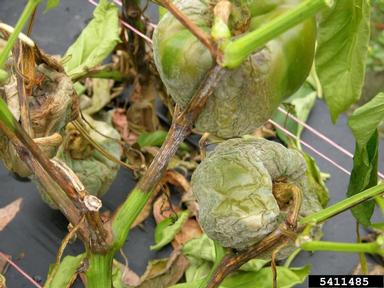 Phytophthora blight (Phytophthora capsici ) on sweet pepper (Capsicum annuum ) - 5411485