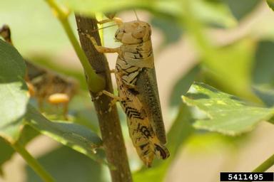 differential grasshopper, Melanoplus differentialis  (Orthoptera: Acrididae) - 5411495