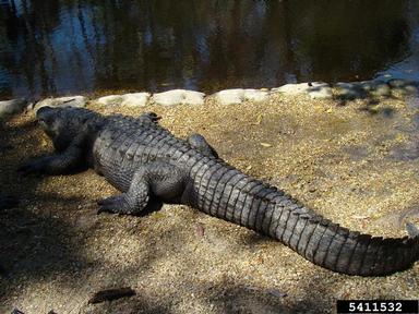 American alligator, Alligator mississippiensis  (Crocodilia: Alligatoridae) - 5411532