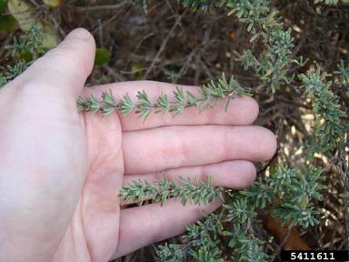 false rosemary, Conradina canescens  (Lamiales: Lamiaceae) - 5411611