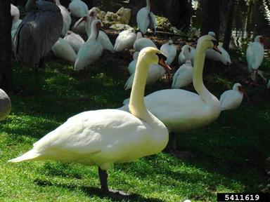 mute swan, Cygnus olor  (Anseriformes: Anatidae) - 5411619
