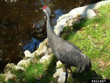 sandhill crane, Grus canadensis  (Gruiformes: Gruidae) - 5411647