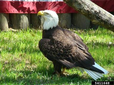 bald eagle, Haliaeetus leucocephalus  (Ciconiiformes: Accipitridae) - 5411648