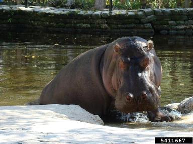 hippopotamus, Hippopotamus amphibius  (Artiodactyla: Hippopotamidae) - 5411667