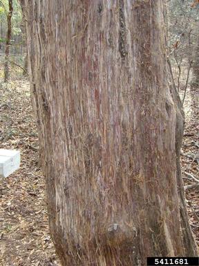 eastern redcedar, Juniperus virginiana  (Pinales: Cupressaceae) - 5411681