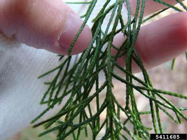 eastern redcedar, Juniperus virginiana  (Pinales: Cupressaceae) - 5411685