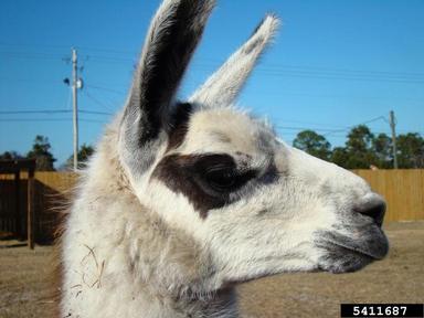 llama, Lama glama  (Artiodactyla: Camelidae) - 5411687