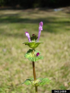 henbit, Lamium amplexicaule  (Lamiales: Lamiaceae) - 5411689