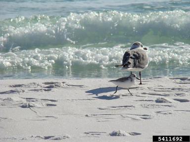 laughing gull, Larus atricilla  (Ciconiiformes: Laridae) - 5411692