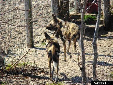 African wild dog, Lycaon pictus  (Carnivora: Canidae) - 5411713