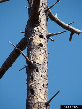 red-cockaded woodpecker, Picoides borealis  (Piciformes: Picidae) - 5411765
