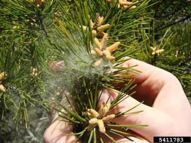 sand pine, Pinus clausa  (Pinales: Pinaceae) - 5411783