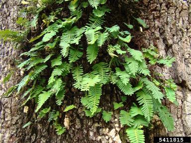 resurrection fern (Pleopeltis polypodioides ssp. michauxiana) on live oak (Quercus virginiana ) - 5411815