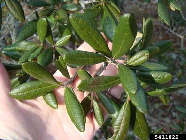 scrub live oak, Quercus geminata  (Fagales: Fagaceae) - 5411822