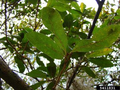 live oak, Quercus virginiana  (Fagales: Fagaceae) - 5411831