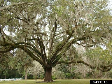 live oak, Quercus virginiana  (Fagales: Fagaceae) - 5411840