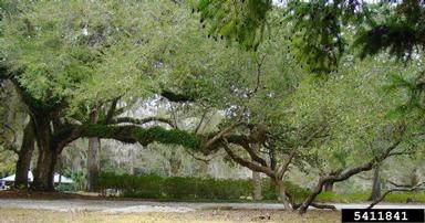 live oak, Quercus virginiana  (Fagales: Fagaceae) - 5411841