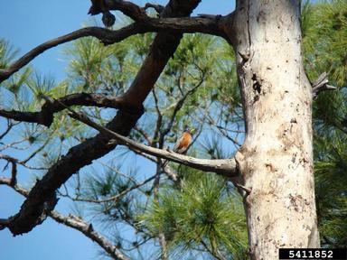 American robin, Turdus migratorius  (Passeriformes: Turdidae) - 5411852
