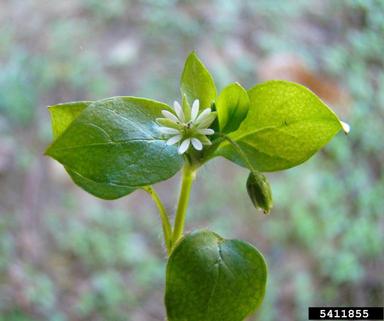 common chickweed, Stellaria pallida  (Caryophyllales: Caryophyllaceae) - 5411855