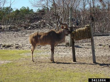 greater kudu, Tragelaphus strepsiceros  (Artiodactyla: Bovidae) - 5411864