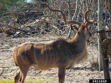 greater kudu, Tragelaphus strepsiceros  (Artiodactyla: Bovidae) - 5411866