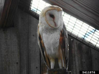 barn owl, Tyto alba  (Strigiformes: Tytonidae) - 5411876