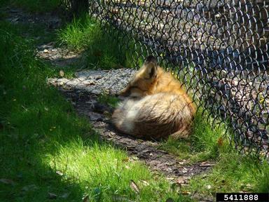 red fox, Vulpes vulpes  (Carnivora: Canidae) - 5411888