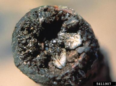 zebra mussel (Dreissena polymorpha ) on zebra mussel (Dreissena polymorpha ) - 5411907