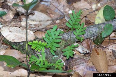 resurrection fern, Pleopeltis polypodioides  (Polypodiales: Polypodiaceae) - 5411972