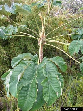 trumpet-tree, Cecropia obtusifolia  (Urticales: Cecropiaceae) - 5411980