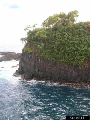 Tahitian screwpine, Pandanus tectorius  (Pandanales: Pandanaceae) - 5412311