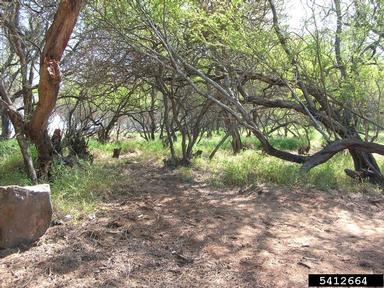 kiawe, Prosopis pallida  (Fabales: Fabaceae (Leguminosae)) - 5412664