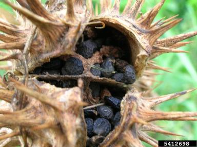 jimsonweed, Datura stramonium  (Solanales: Solanaceae) - 5412698