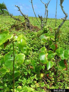 portia tree, Thespesia populnea  (Malvales: Malvaceae) - 5412812