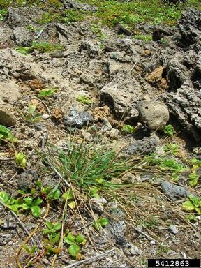 Madagascar dropseed, Sporobolus pyramidatus  (Cyperales: Poaceae) - 5412863